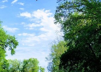 Bald Eagles in Michigan? And big family trips!